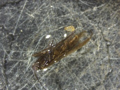 Coleophora deauratella