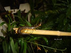 Scolopendra viridis maya