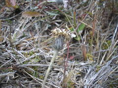 Hypochaeris incana