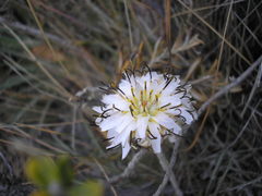 Hypochaeris incana