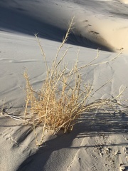 Swallenia alexandrae