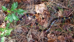 Micrurus tener tener