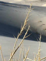 Swallenia alexandrae