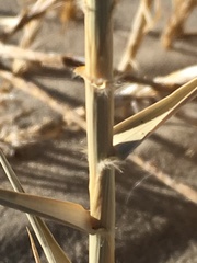 Swallenia alexandrae