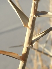 Swallenia alexandrae