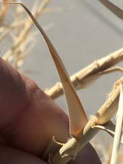 Swallenia alexandrae