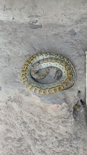 African Rock Python