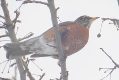 Turdus migratorius propinquus
