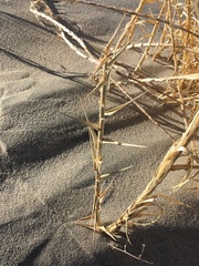 Swallenia alexandrae