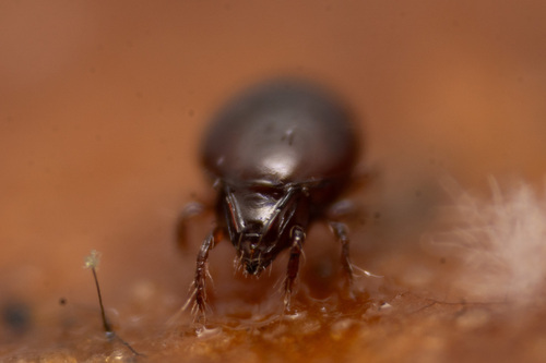 Genus Conoppia · iNaturalist