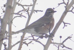 Turdus migratorius propinquus