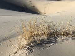 Swallenia alexandrae