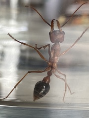 Myrmecia analis