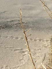 Swallenia alexandrae