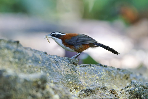 Sunda Scimitar Babbler (Pomatorhinus bornensis), photo 5