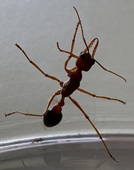 Myrmecia analis