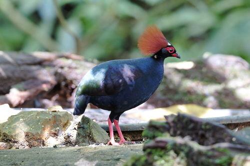 Crested Partridge (Rollulus rouloul), photo 5