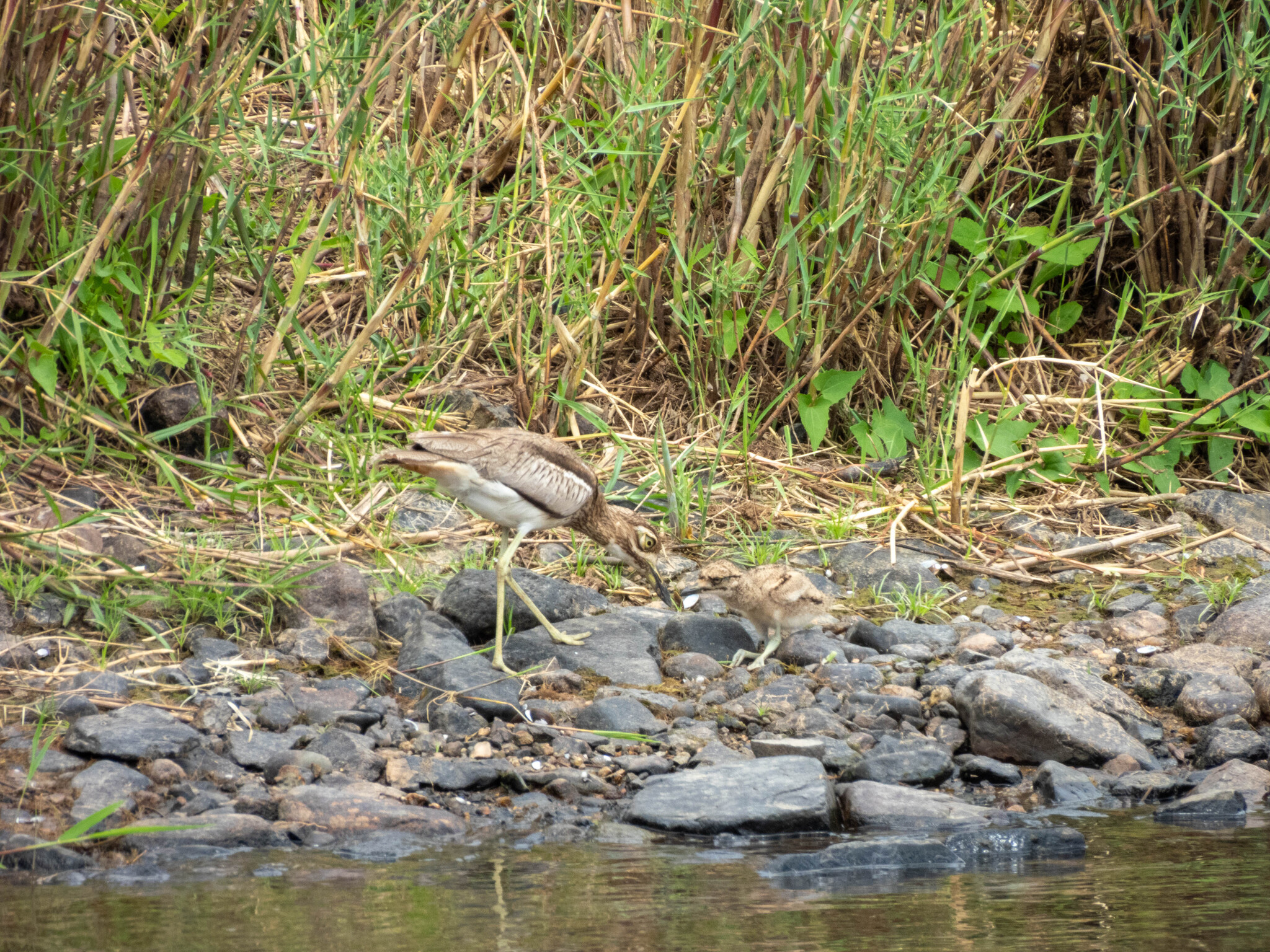 Water Thick-knee (Burhinus vermiculatus)