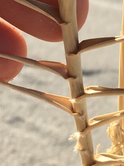 Swallenia alexandrae