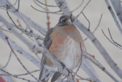 Turdus migratorius propinquus