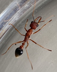 Myrmecia analis