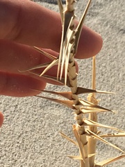 Swallenia alexandrae