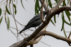 Edolisoma tenuirostre