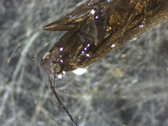 Coleophora deauratella