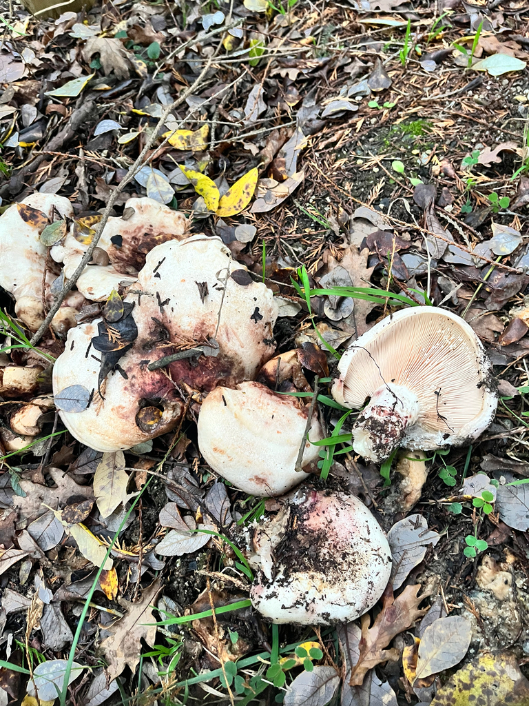 Lactarius controversus · December 2025 · photo: © daniel_castanhal (iNaturalist, cc-by)