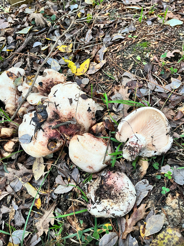 Lactarius controversus — (c) Daniel Castanhal García, some rights reserved (CC BY)