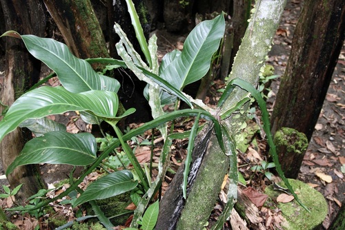 Philodendron davidsonii (Philodendron davidsonii)