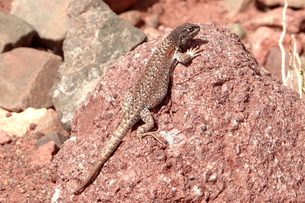 Black Tree Iguana