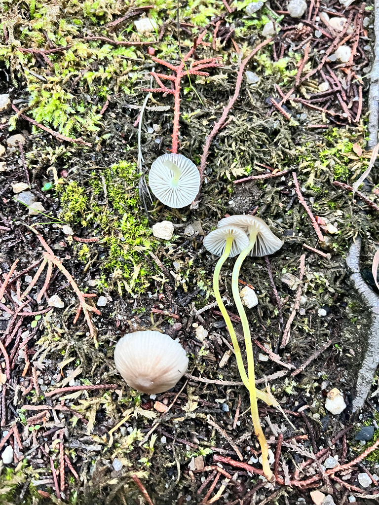 Mycena epipterygia · December 2025 · photo: © daniel_castanhal (iNaturalist, cc-by)