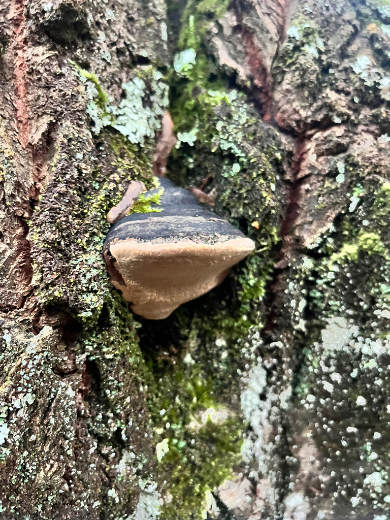 Phellinus igniarius · December 2025 · photo: © daniel_castanhal (iNaturalist, cc-by)
