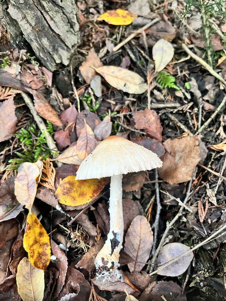 Lepiota clypeolaria · December 2025 · photo: © daniel_castanhal (iNaturalist, cc-by)