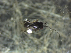 Megaspilidae