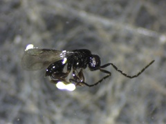 Megaspilidae