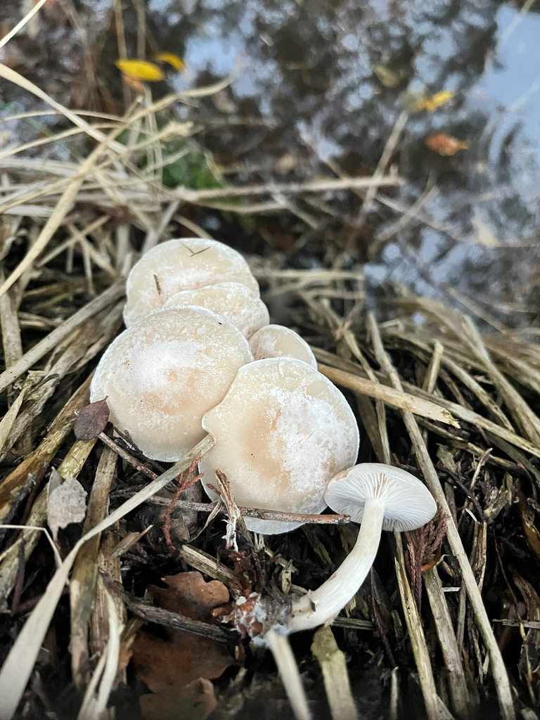 Collybia phyllophila · December 2025 · photo: © daniel_castanhal (iNaturalist, cc-by)