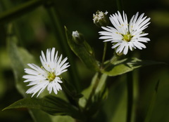 Stellaria radians