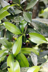 author not stated, no rights reserved Eugenia brasiliensis, photograph author not stated, no rights reserved