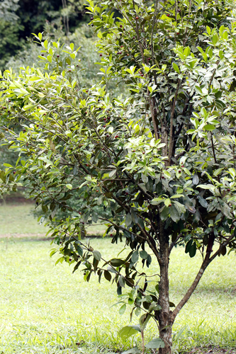 Eugenia brasiliensis, photograph 4
