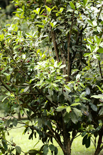 Eugenia brasiliensis, photograph 3