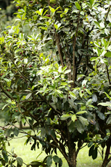 author not stated, no rights reserved Eugenia brasiliensis, photograph author not stated, no rights reserved
