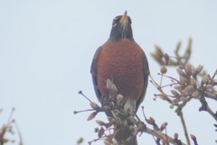 Turdus migratorius propinquus
