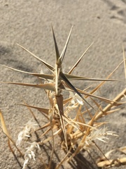 Swallenia alexandrae