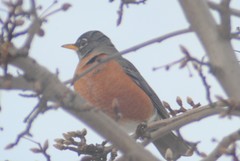 Turdus migratorius propinquus
