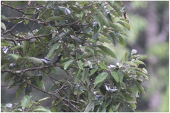 Edolisoma mindanense