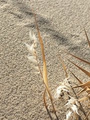 Swallenia alexandrae