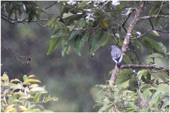 Edolisoma mindanense