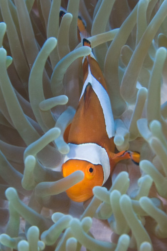Ocellaris Anemonefish — seen at this dive site